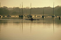 A rower passing yachts anchored in Cape Cod's river in the early morning sun, Massachusetts, USA.
