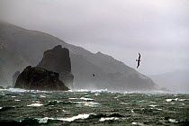 Black browed albatross (Thalassarche melanophrys) flying in 60 knot wind at Cape Horn, Chile.