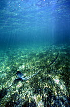 A CQR anchor lying on the grassy seabed, Bahamas.