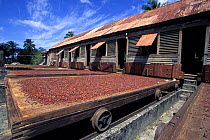 Nutmeg (Myristicaeae) laid out on drying trays on rails. Dougaldston Spice Estate, near Gouyave, Grenada, Caribbean.