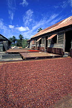 Nutmeg laid out on huge drying trays on rails. The trays can be pushed into the boucan building behind them at night, Dougaldston Spice Estate, near Gouyave, Grenada, Caribbean.