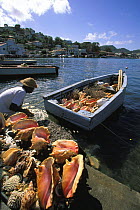 Horned helmet (Cassis cornuta) and other seashells, corals and sponges, being cleaned by a man on the quayside ready for sale, St. Georges, Grenada, Caribbean.