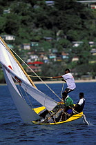 Workboat crew hiking hard the island way during Grenada Sailing Festival, Grenada, Caribbean.