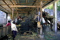 People working a sugar cane press from the 1800's, driven by water, for the Saint Antoine Rum distillery on Grenada, Caribbean.