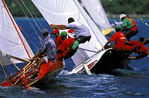 Crew hiking-out aboard traditional workboats racing off Grande Anse Beach at Grenada Sailing Festival, Caribbean.