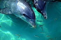Pair of Bottlenose dolphins (Tursiops truncatus), captive, with small fish swimming in tank.