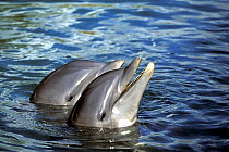 Pair of bottlenose dolphins (Tursiops truncatus), with heads out of the water, Bahamas.