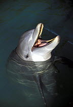 Bottlenose dolphin (Tursiops truncatus), captive, head out of the water, mouth open in playful expression.