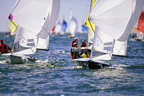 505 dinghies racing on the downwind leg of the worlds in Hyannis, Cape Cod, Massachusetts.