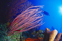 Coral reef with long sea whips (Ellisella elongata) in the foreground and the silhouette of a diver in the background, Roatan, Honduras. Model released.