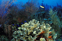 Coral reef with deep water sea fans, tube sponges and in the foreground a colony of lettuce coral, Honduras.