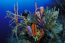 Diver looking at a coral reef with different varieties of sponges, Roatan, Honduras.  Model released.