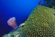 Great star coral / large star coral in the foreground with a pink vase sponge (Niphates digitalis) behind, Honduras.