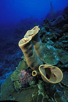 Stove-pipe sponges (Aplysina archeri), Honduras.