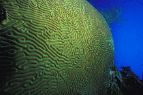 Symmetrical / common / smooth brain coral (Diploria strigosa), Honduras.
