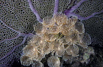 Colony of feather duster / cluster duster worms (Bispira brunnea), Honduras.