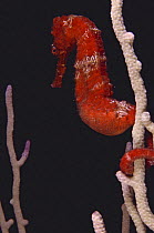 Longsnout seahorse / slender seahorse (Hippocampus reidi) in a white gorgonian seafan (Gorgonacea), Honduras