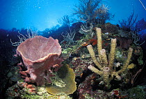 Vase sponge, tube sponges, sea-plumes and sea whips, Honduras.