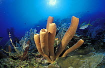 Giant tube sponges (Agelas sp), Honduras.