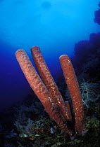 Tube sponges (Agelas sp) on a reef, Honduras.