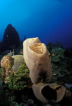 Tube sponges (Agelas sp) on coral reef, Honduras.