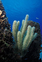 Gorgonian seafan growing on barrel sponge, Honduras.