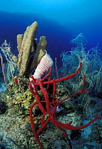 Corals, sea fans and tube sponges, Honduras.