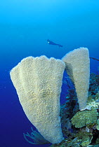 Vase sponge (Niphates digitalis) with diver, Roatan, Honduras.