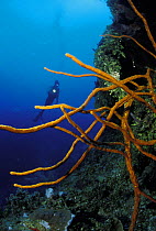 Diver and rope sponge (aplysia sp), Honduras.