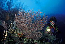 Diver and Gorgonian seafan, Honduras.