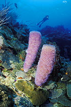 Pink vase sponges (Niphates digitalis) on reef, Roatan, Honduras.