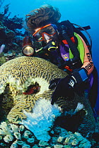 Diver pointing to damage caused by hungry parrot fish (Scaridae) feeding on brain coral, Honduras.