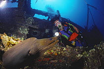 Green moray eel (Gymnothorax funebris) and diver on wreck of "Jade Trader", Guanaja Bay islands, Honduras.
