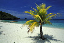 Small palm tree on West End Bay, Roatan, Honduras.