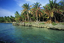 Palm trees at Half Moon Bay, Roatan, Honduras