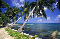 Leaning palm trees on the coastline of Posade del Sol on Guanaja Island, Honduras.