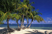 Hammock and palm-trees on a sandy beach, Lighthouse Reef Resort, Belize.