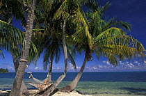 Woman relaxing in a hammock under palm trees on beach. Lighthouse Reef Resort, Belize.   Model released.