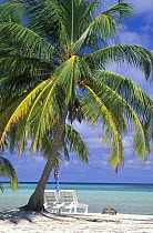 Palm trees and sun loungers, Lighthouse Reef Resort, Belize.