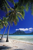 Palm trees on a deserted sandy beach with mountain beyond, Bora Bora, French Polynesia.