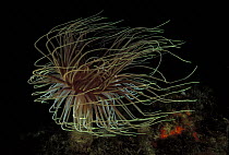Tube Anemone (Cerianthus membranaceus), Strait of Messina, Italy.