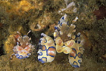 Two harlequin shrimp (Hymenocera elegans), Mergui archipelago, Myanmar.