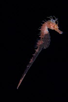 Long-snouted / spiny / yellow seahorse (Hippocampus guttulatus), Scilla, Strait of Messina, Italy.