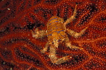 Squat lobster (Galathea squamifera) on red gorgonian seafan (Paramuricea clavata), Elba, Italy.