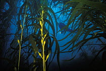 Diver in giant kelp (Macrocystis pyrifera) forest, Fortescue Bay, Tasmania.