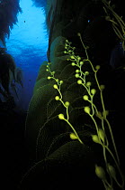 Giant kelp (Macrocystis pyrifera) forest with string kelp in Fortescue Bay, Tasmania.