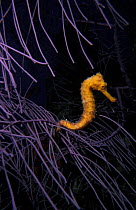 Longsnout seahorse (Hippocampus reidi) attached to purple coral, Turneffe Reef, Belize.