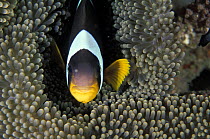 Anemonefish (Amphiprion chrysogaster), Mauritius.