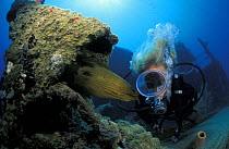 Diver with green moray eel (Gymnothorax funebris) on wreck of "Prince Albert", Roatan, Honduras. Model released.