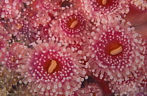 Pink jewel sea anemones, Tasmania, Australia.